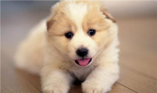 犬舍喂养幼犬的方法,新手零基础怎么养幼犬