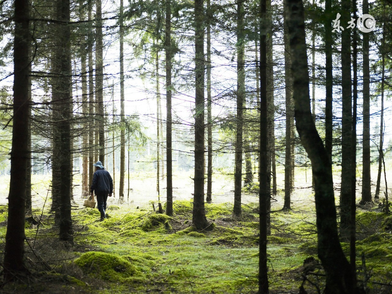 在农村砍伐木材,砍伐耕地上的树木需要经过审批吗