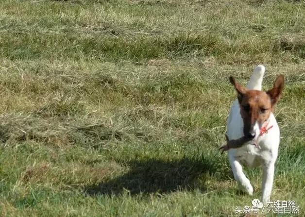 土狗捕捉小黄狗,狗狗抓田园鼠