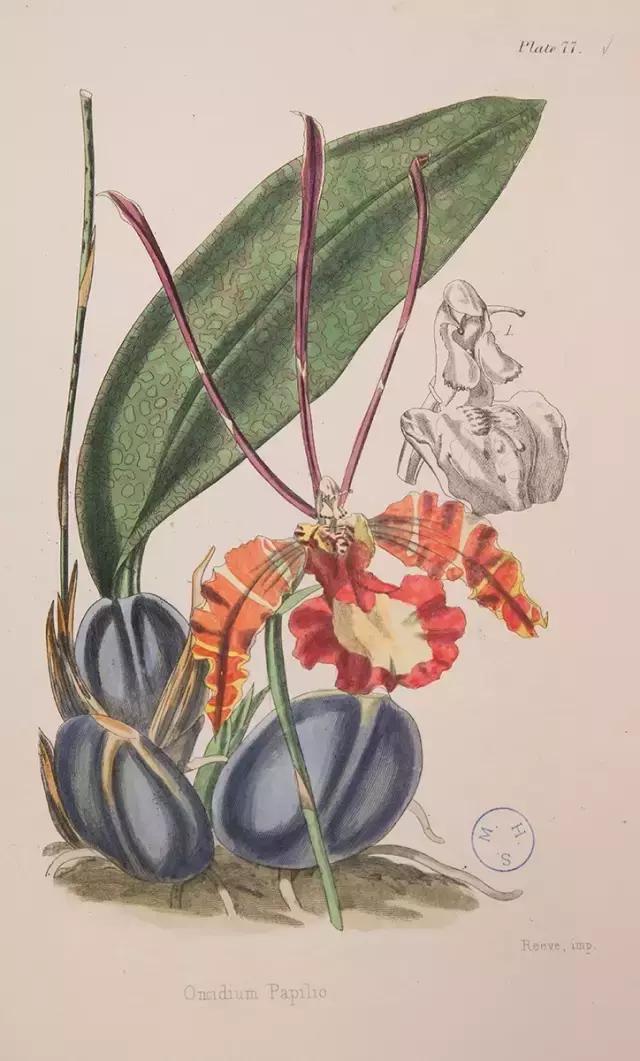 荐书｜中国人对兰花情有独钟，没想到达尔文也一样