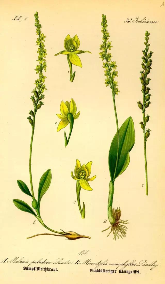 荐书｜中国人对兰花情有独钟，没想到达尔文也一样