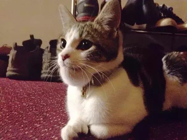 猫咪肉垫被蜜蜂蛰了怎么办,猫咪被蜜蜂蛰了要不要打针