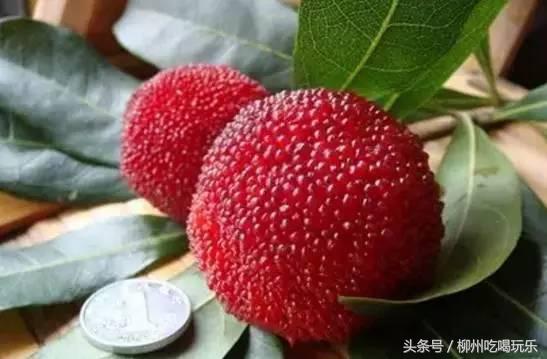 杨梅园采摘柳州,2024年柳州杨梅采摘攻略