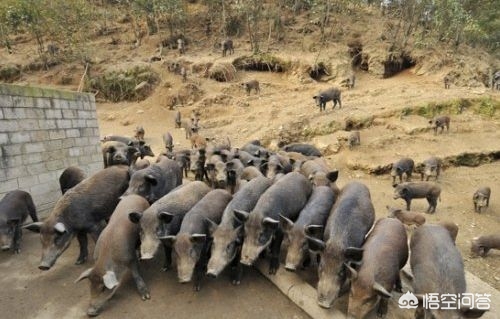 农村比较赚钱的种植养殖项目,农村种植养殖什么项目好