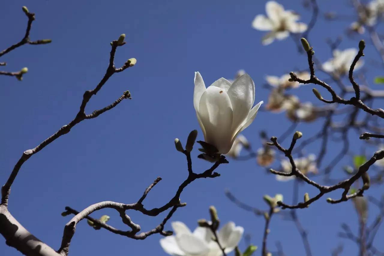 学校围观活动,围观校运会