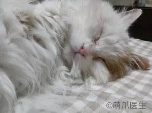 宠物去毛梳测评,猫毛梳测评真实