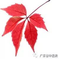 「每日一膳」桑树浑身都是宝，这个部位更有泻肺平喘，止咳消肿的作用！看广东省中医院杨志敏教授今日推荐