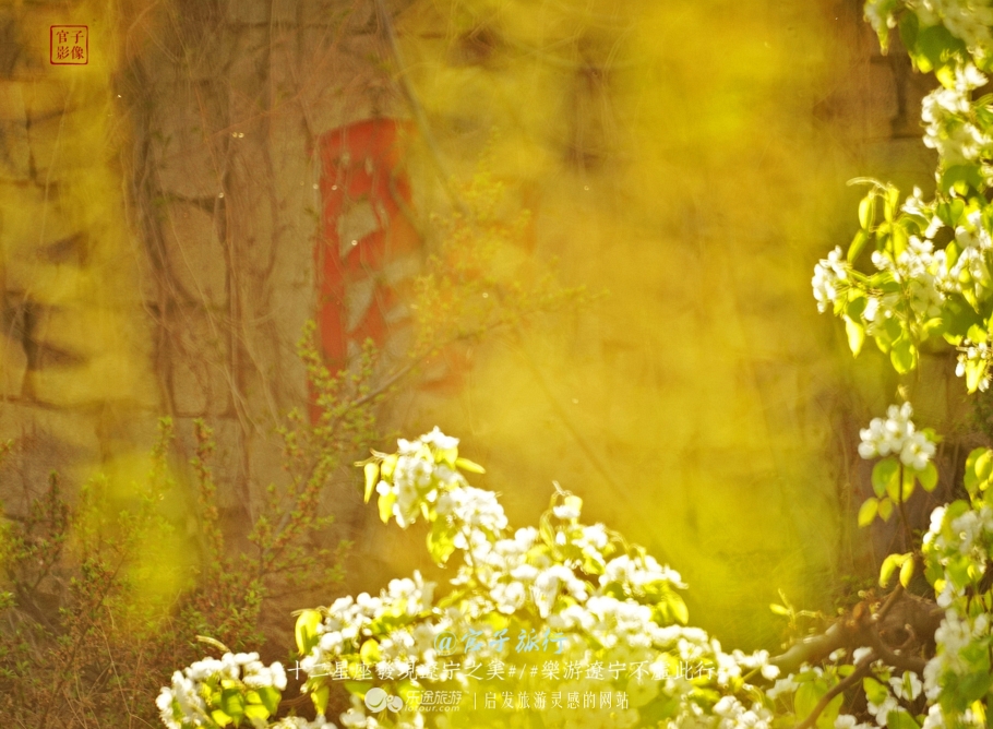 闾山四月梨花似海，源于大朝阳梨花老祖