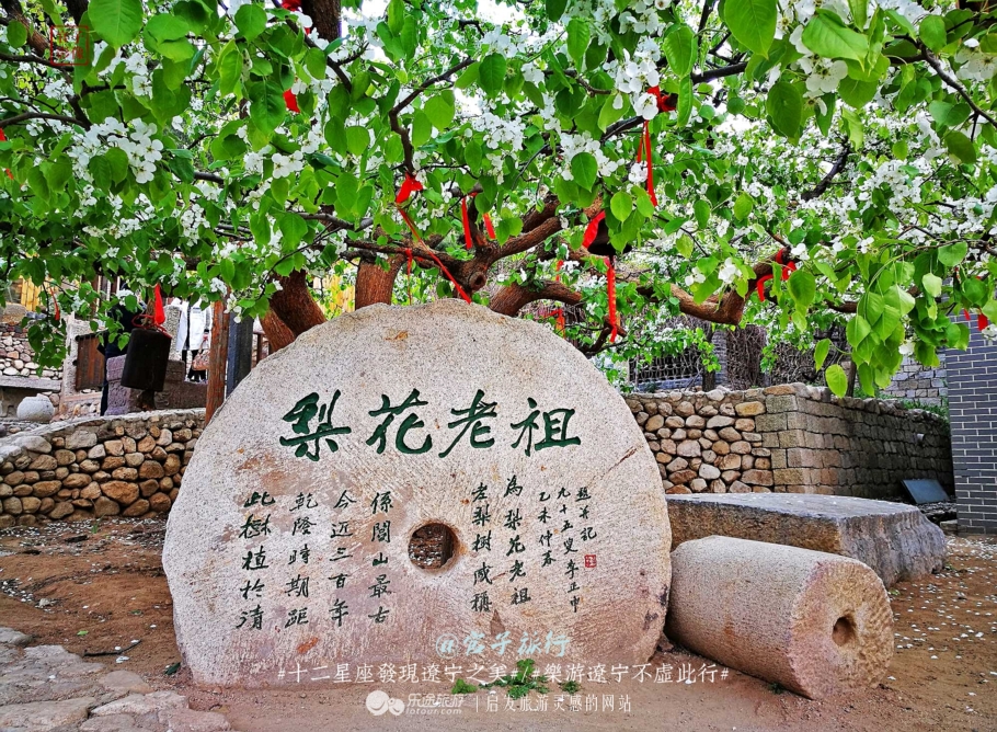 闾山四月梨花似海，源于大朝阳梨花老祖