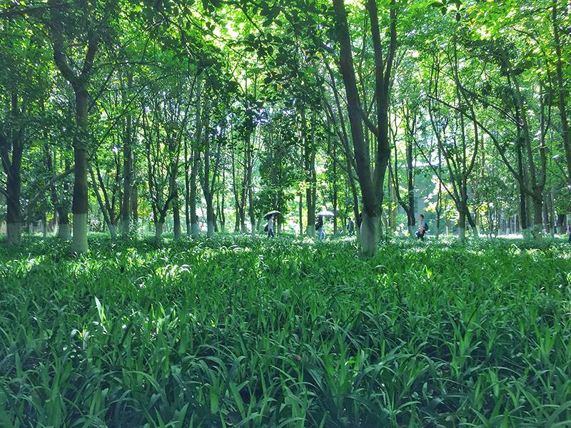 桂子山的夏天，愿你的脚步慢一些