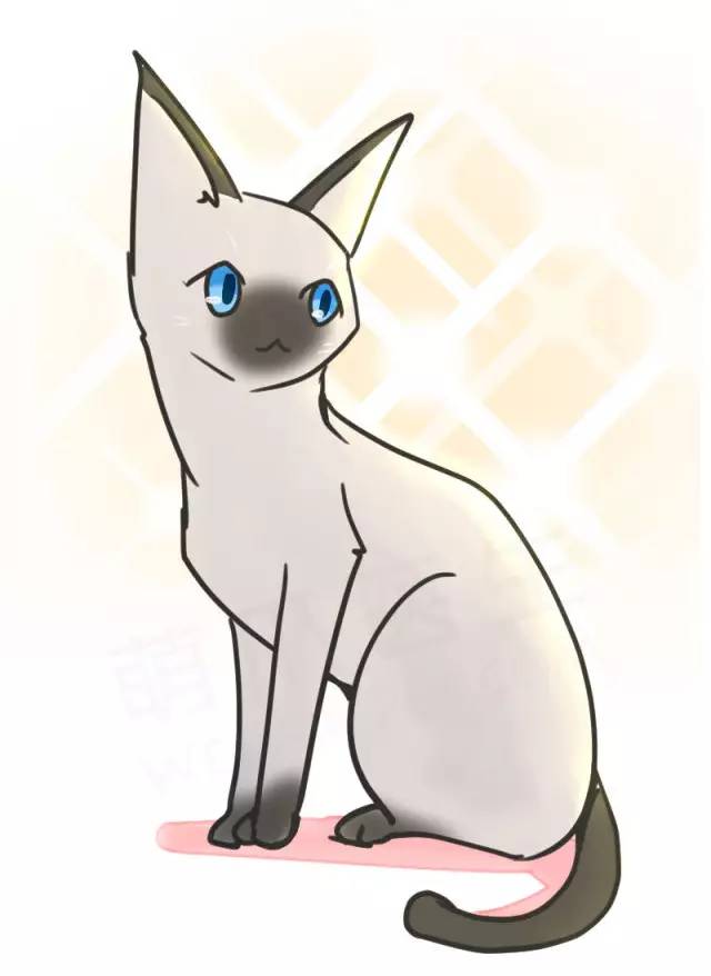 暹罗猫挖煤,挖煤队长暹罗猫