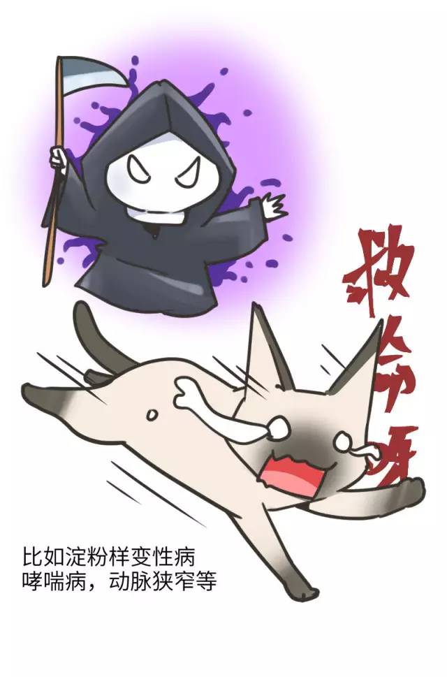 暹罗猫挖煤,挖煤队长暹罗猫