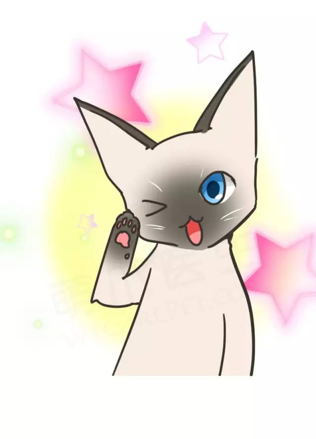 暹罗猫挖煤,挖煤队长暹罗猫