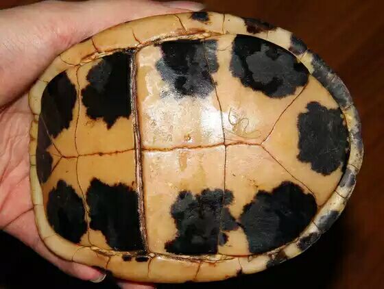 细说国龟之美五（黄额）