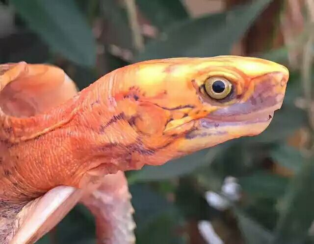 细说国龟之美五（黄额）