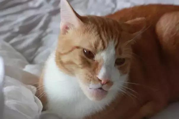 猫咪肉垫被蜜蜂蛰了怎么办,猫咪被蜜蜂蛰了要不要打针