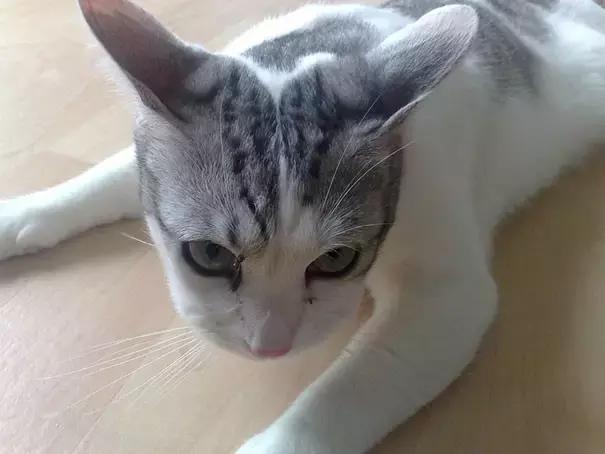 猫咪肉垫被蜜蜂蛰了怎么办,猫咪被蜜蜂蛰了要不要打针