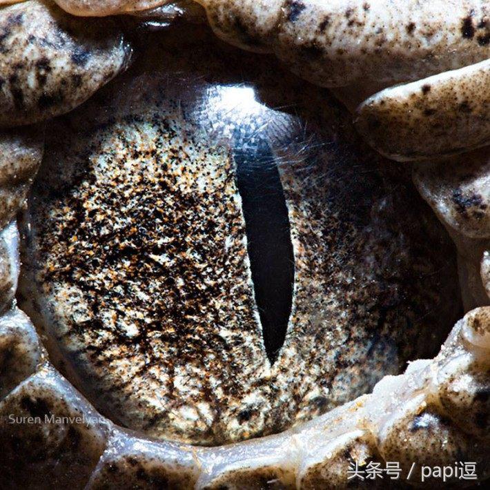 高清镜头下的眼睛看起真美，看眼睛猜动物你能猜对几个