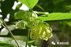 焦虑症用什么精油好,抑郁焦虑症用什么精油