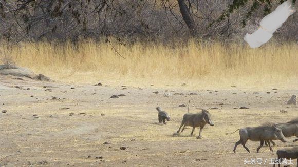 这回糗大了！你们的“扛把子”平头哥竟然被这货干翻了！