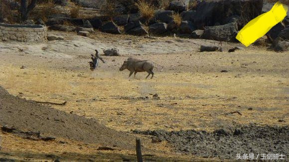 这回糗大了！你们的“扛把子”平头哥竟然被这货干翻了！