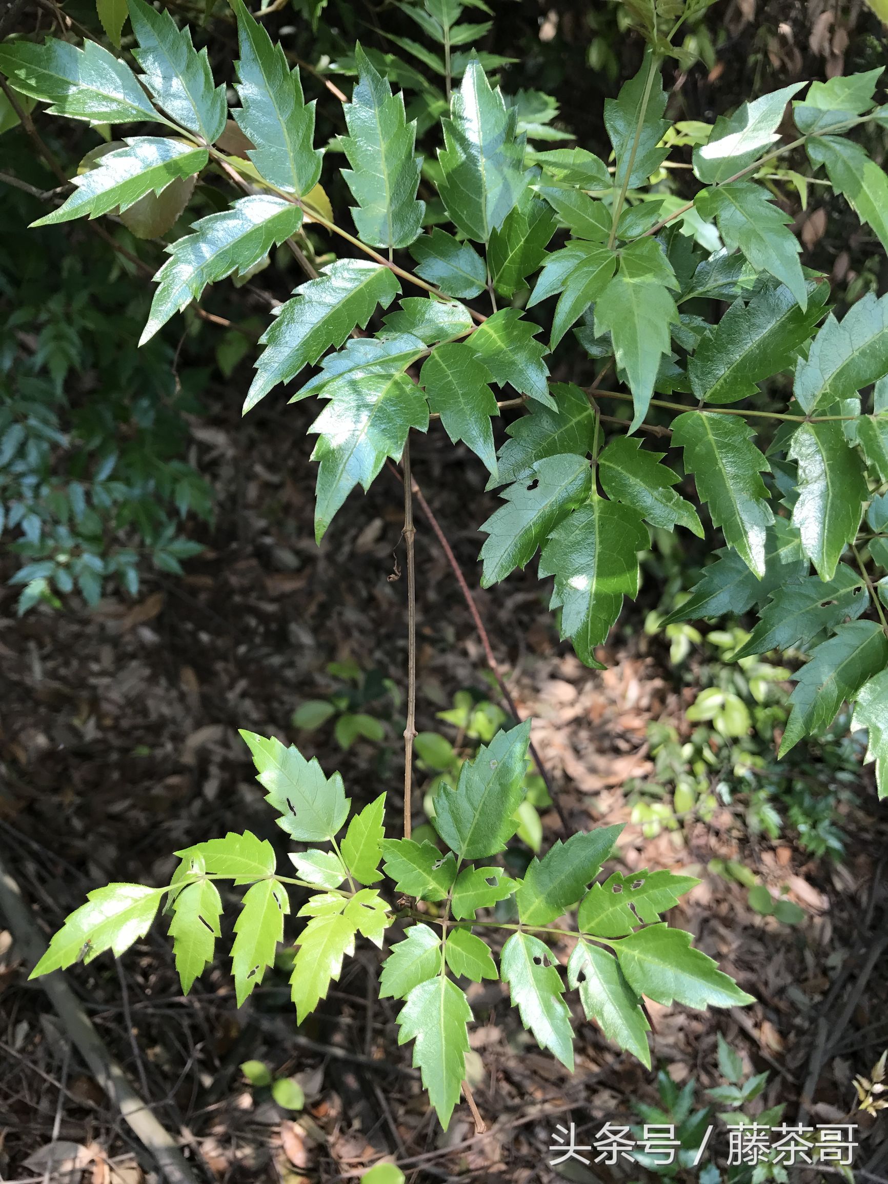 莓茶真相意外曝光,怎么区分野生莓茶真假图解