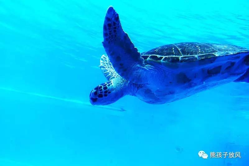 珠海长隆带孩子性价比游玩攻略,跨年珠海长隆海洋王国攻略最新