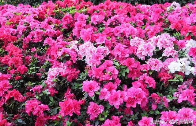 观赏花木价格,精品花木市场报价