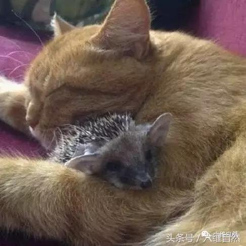 黄猫爱心爆棚，竟将小刺猬和小猫一起供养