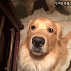 为啥不建议养金毛,为什么说不要轻易养金毛