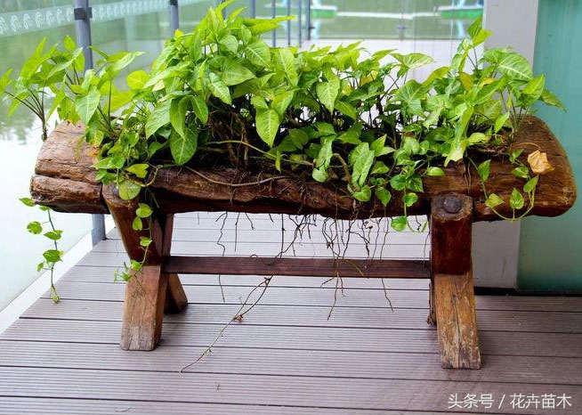 柱子绿萝栽培,绿萝栽培技术和管理论文