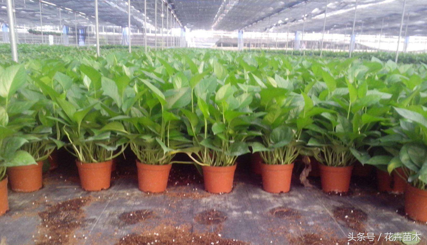 柱子绿萝栽培,绿萝栽培技术和管理论文