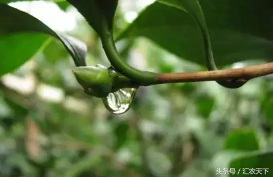 夏季苗木的养护与管理,立夏后苗木养护