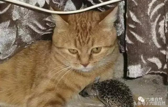 黄猫爱心爆棚，竟将小刺猬和小猫一起供养