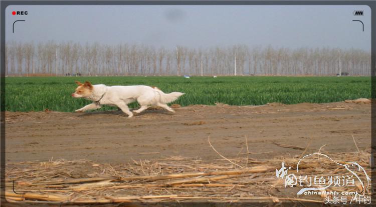 放流才有路亚的乐趣,放流能让资源更丰富