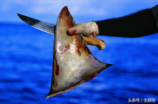 禁止吃鱼翅！告诉你9个关于鲨鱼翅贸易的真相