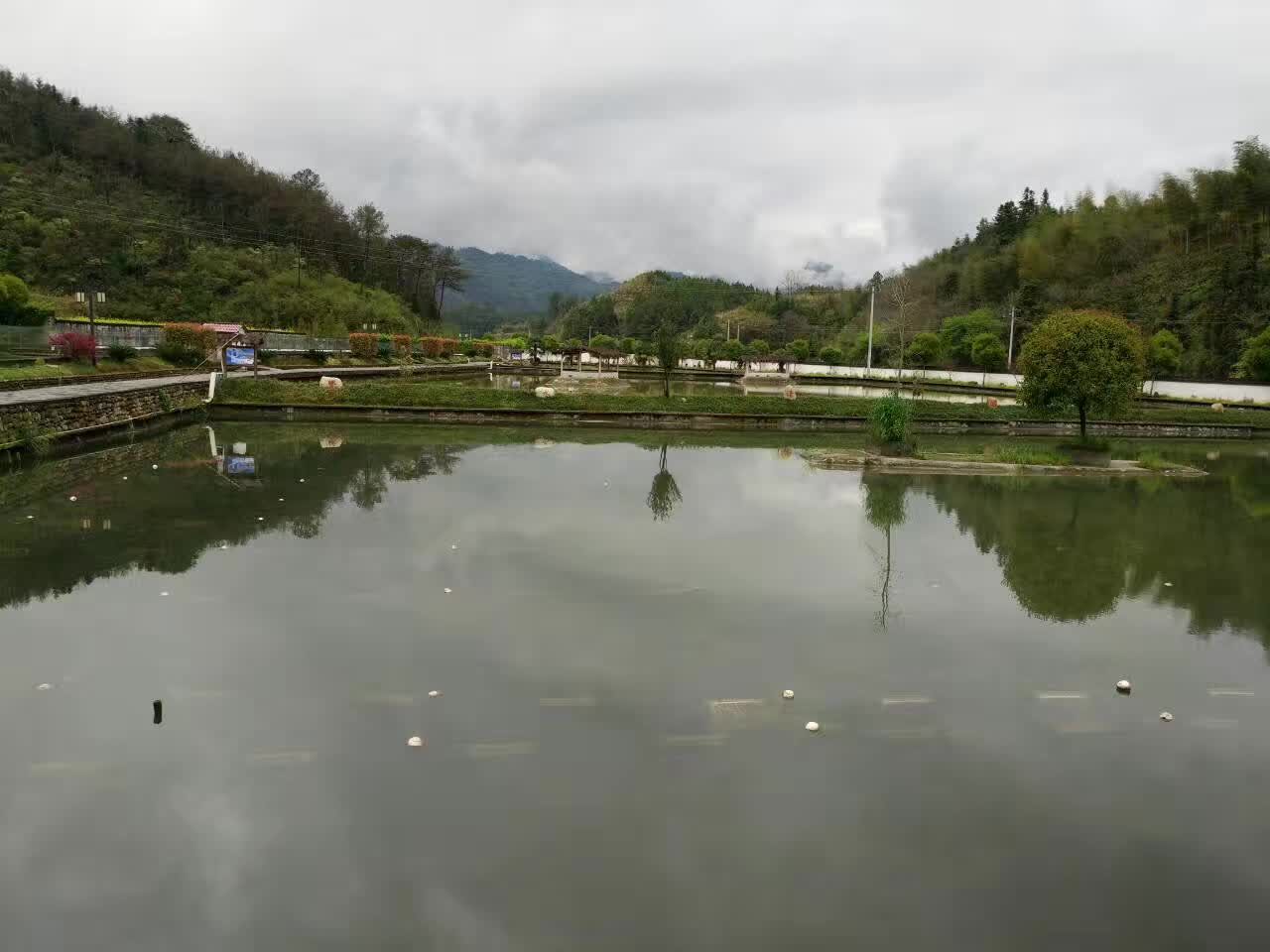 千岛湖甲鱼纯野生甲鱼,全国最大的甲鱼养殖基地在哪里