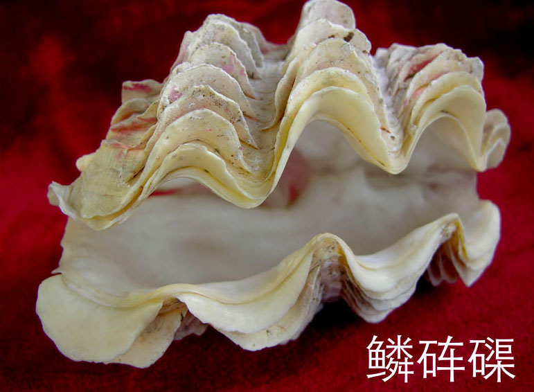 螺钿大柜以前是用砗磲做的吗,古代的海洋珍宝玳瑁