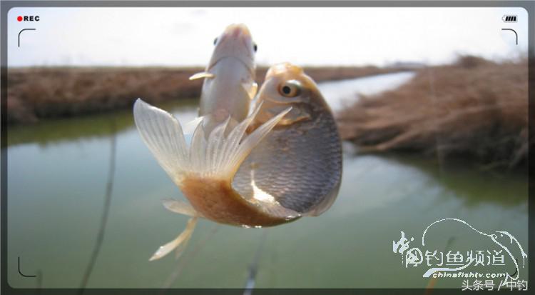 放流才有路亚的乐趣,放流能让资源更丰富