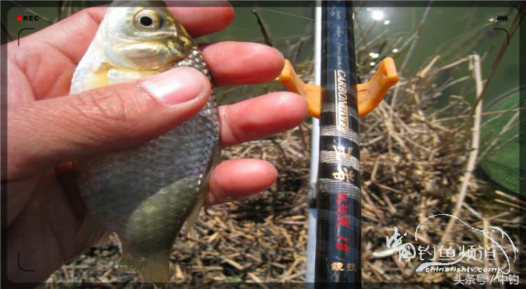 放流才有路亚的乐趣,放流能让资源更丰富