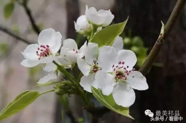 祁县三个村,祁县所有村名单