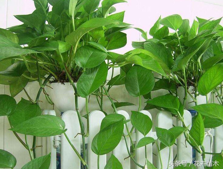 柱子绿萝栽培,绿萝栽培技术和管理论文