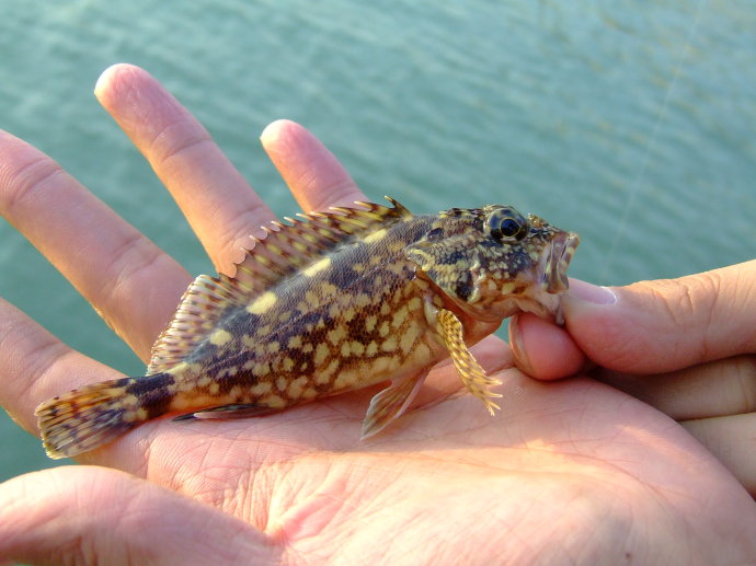 海钓常见钓法大全集,海钓各种鱼种钓法