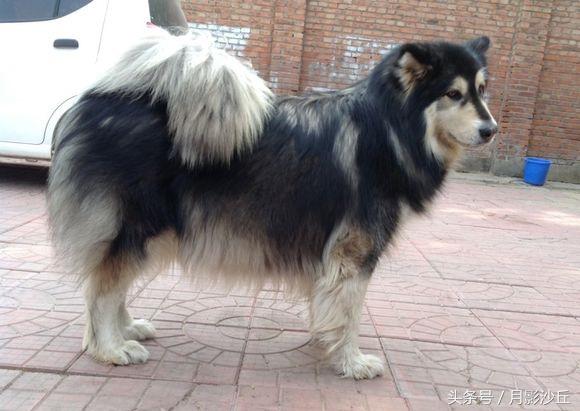阿拉斯加和哈士奇哪个打架厉害,哈士奇和阿拉斯加幼犬如何区别