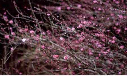为什么说腊梅是梅花,陆游眼中的梅花是怎样的