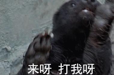 蜜獾一个非洲扛把子的生物，这辈子没怕过谁