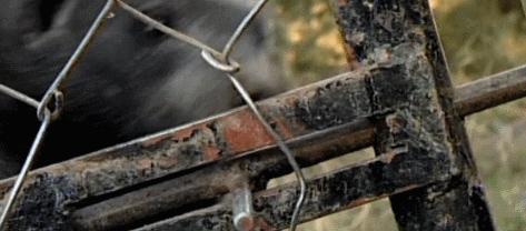 蜜獾一个非洲扛把子的生物，这辈子没怕过谁