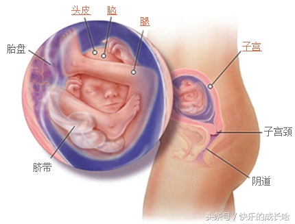 怀孕19到二十周孕妈的变化和症状,怀孕18周胎儿的状态是怎样的