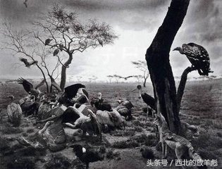 叔本华思想随笔读后感,叔本华思想随笔讲的什么