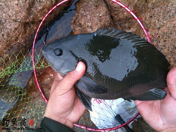 海钓常见钓法大全集,海钓各种鱼种钓法